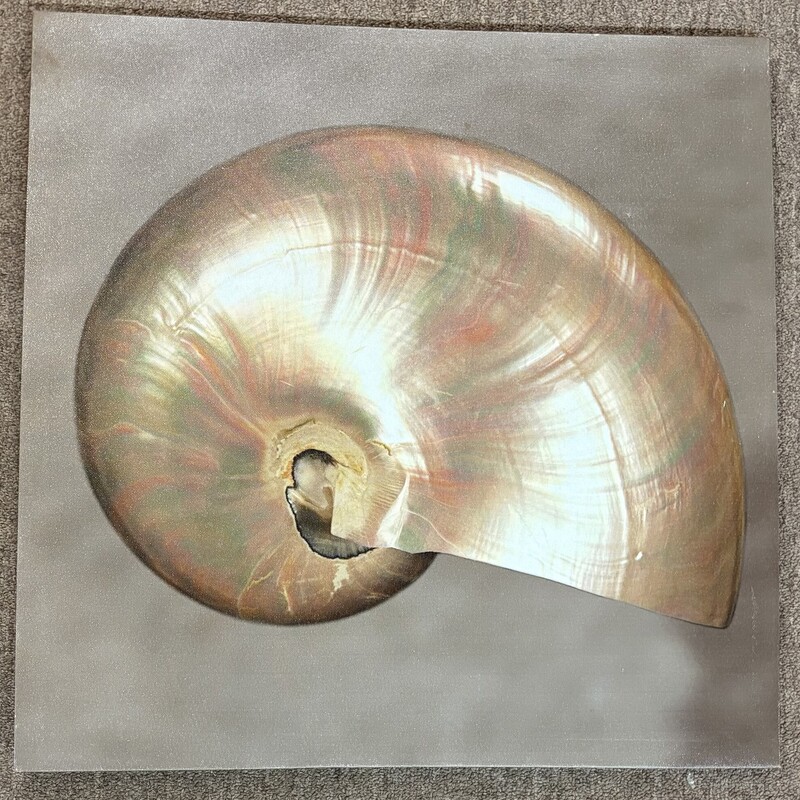 Nautilus Shell On Canvas