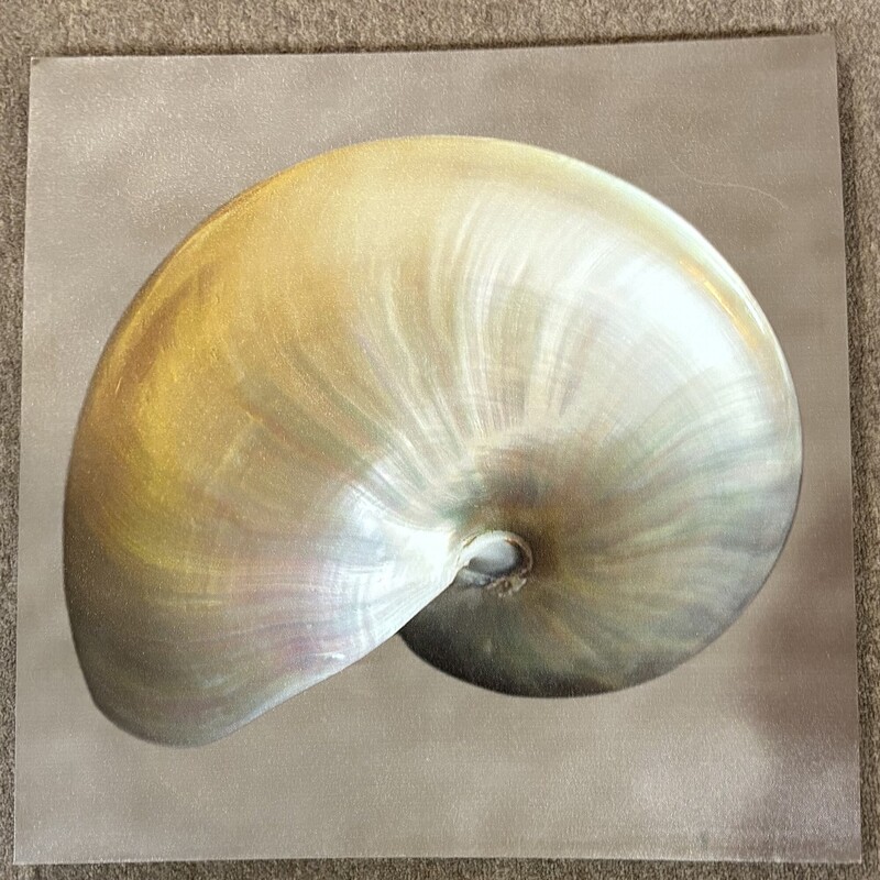 Nautilus Shell On Canvas