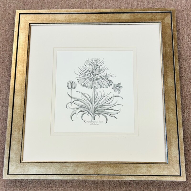 Paragon Corona Floral Art