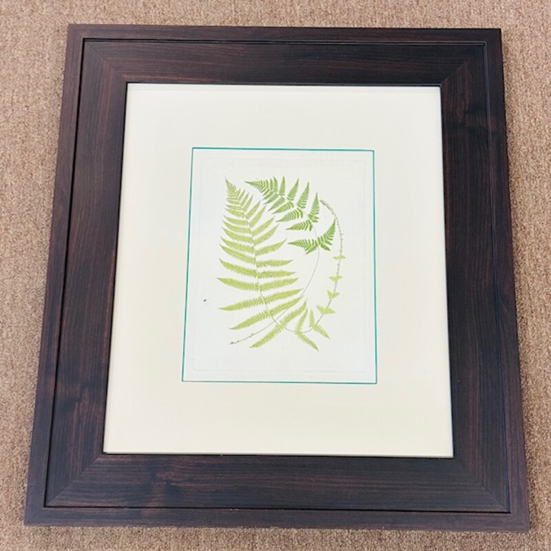 Ferns With Platemark V