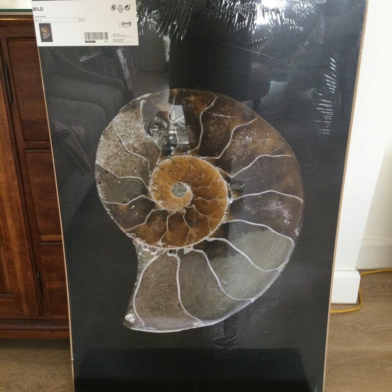 Ammonite Fossil Poster,
Black/Natural,
Size: 24 X 35.75