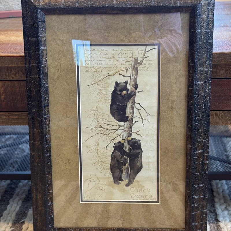 Black Bear Cubs