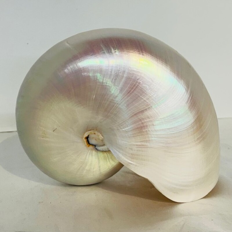 MOP Nautilus Conch Shell