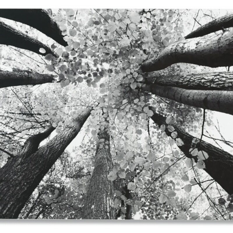 Ananya Tress Wall Canvas