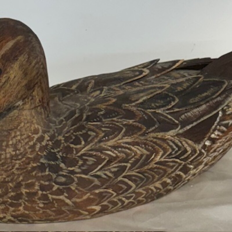 Realistic Pintail Duck