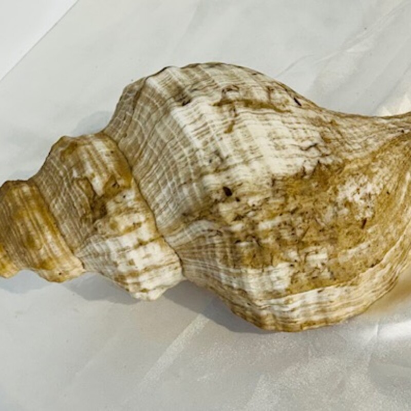 Large Spiral Conch Shell