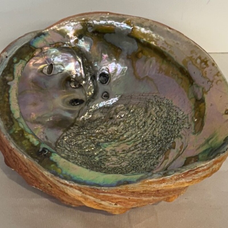Abalone Shell Bowl