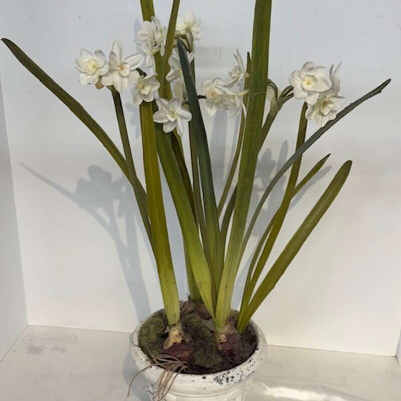 Paperwhite NarcissusInPot