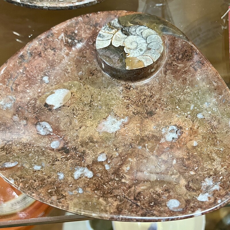 Dish Fossilized