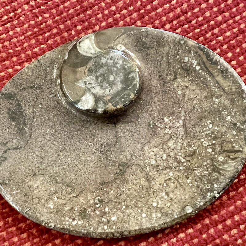 Dish Fossilized