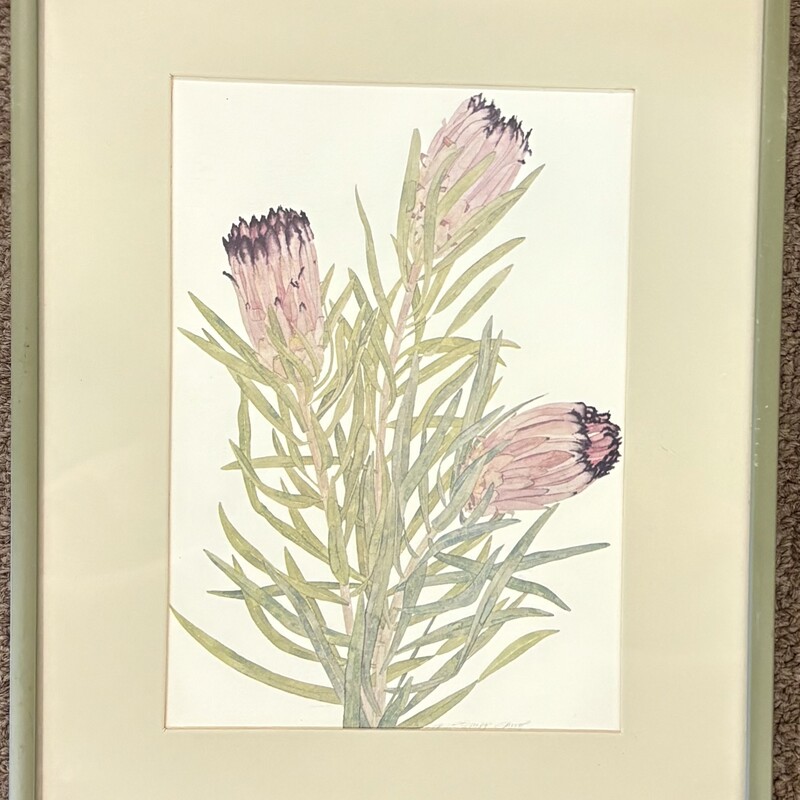 Eschner ProteasWatercolor