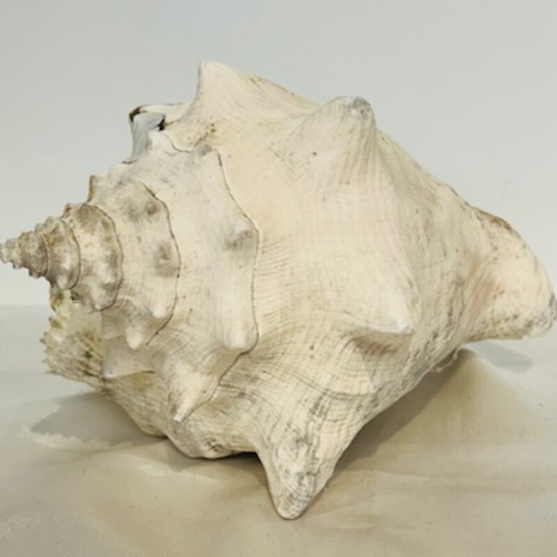 Pointed Spiral ConchShell