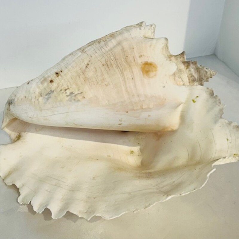 Pointed Spiral ConchShell