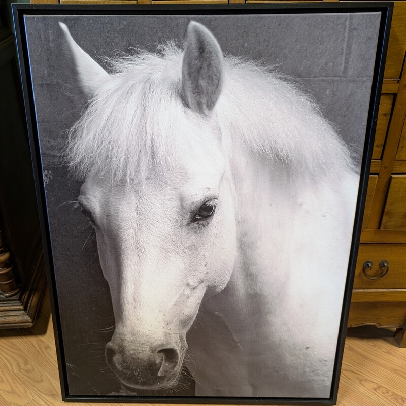 Portrait Of A White Horse