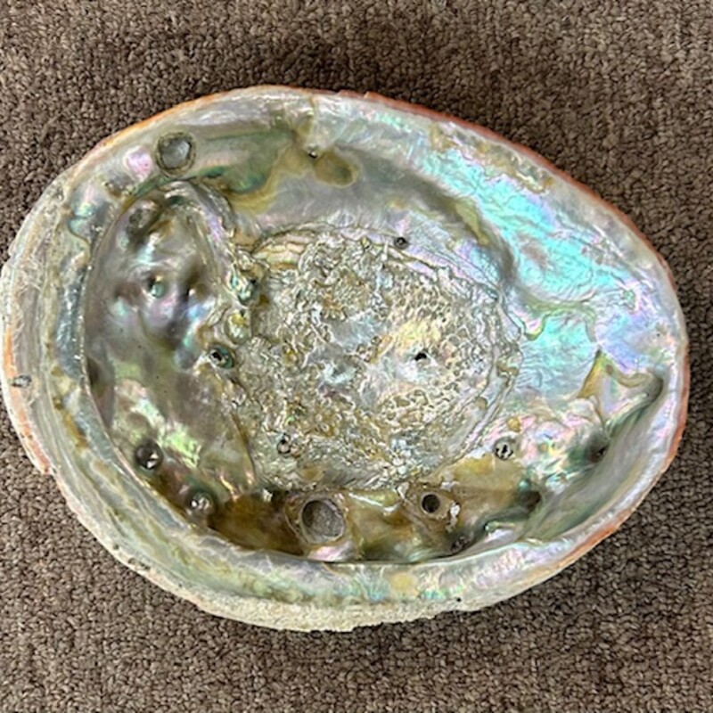 Abalone Shell Bowl