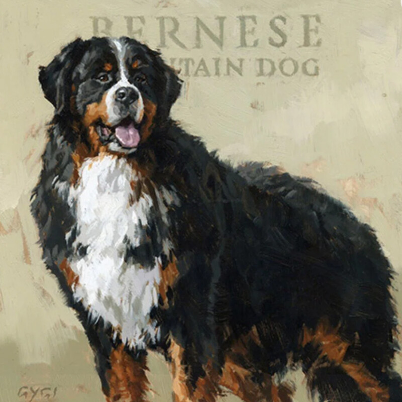Bernese Mountain Dog