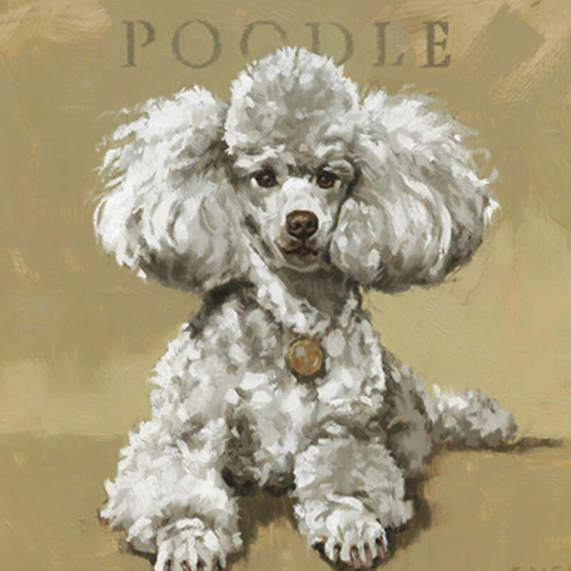 White Poodle Canvas