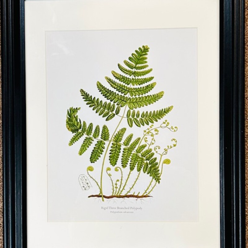Anne Pratt Fern Print