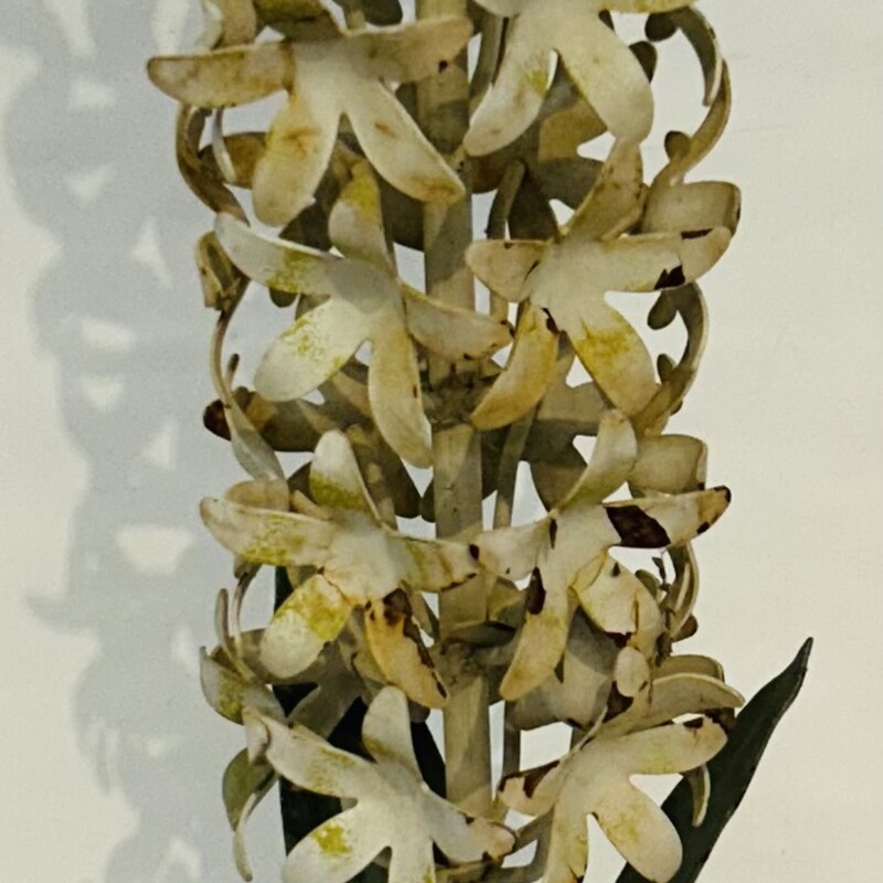Hand Forged Metal Hyacinth
Rustic White Brown and Subtle Yellow Metal
Size: 5x23H
Vintage Italian 1920s Iron Sculpture
Beautiful and Realistic
Coordinating Pieces Sold Separately