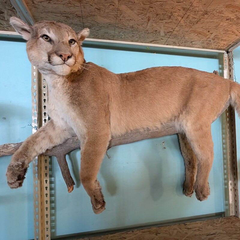 Mountain Lion
Local, Wolf Mountain, shot with arrow
Big Cat Taxidermy
80w with log
20d
33h