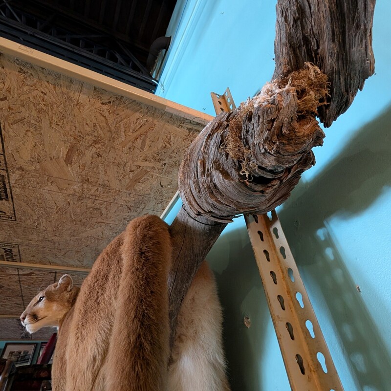 Mountain Lion<br />
Local, Wolf Mountain, shot with arrow<br />
Big Cat Taxidermy<br />
80w with log<br />
20d<br />
33h