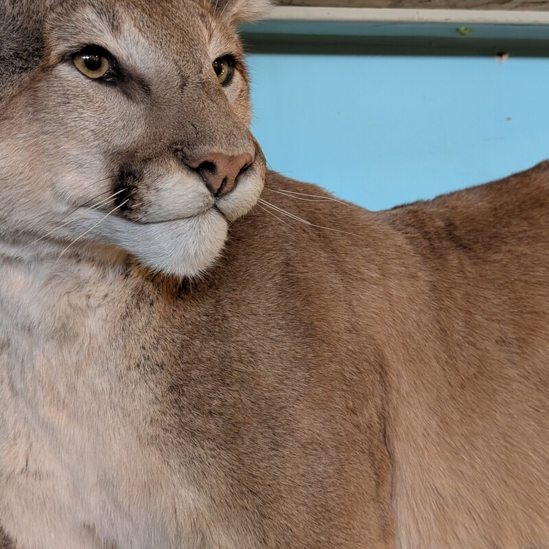 Mountain Lion
Local, Wolf Mountain, shot with arrow
Big Cat Taxidermy
80w with log
20d
33h