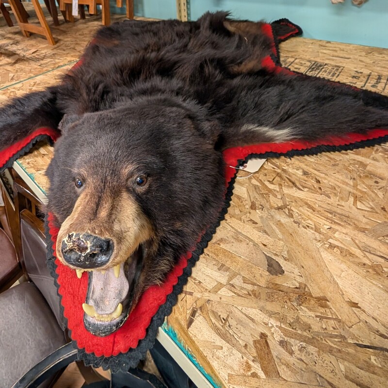 Bear Skin Rug W/ Head