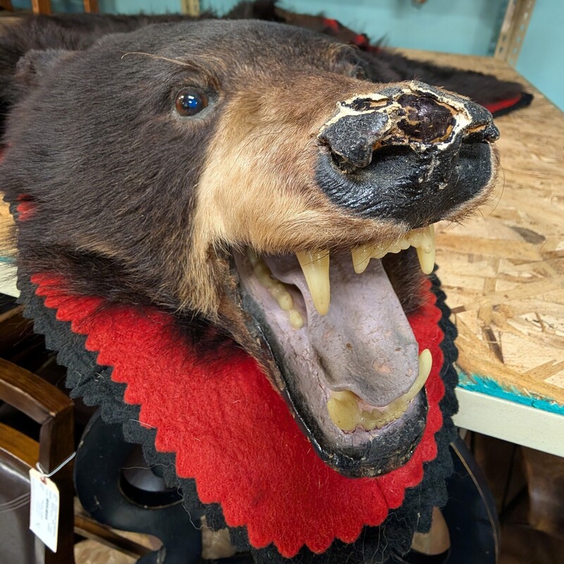 Bear Skin Rug W/ Head, Vintage Taxidermy
54 x 64