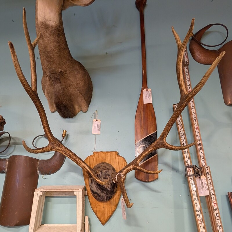 Euro Mount Deer Antlers, Camo, Large
36w x 47h