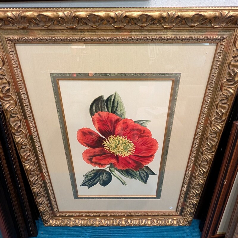 Handcolored Poppy, Botanica, Framed
35 x 44h