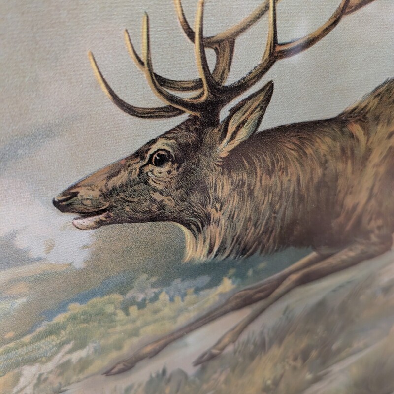 Elk Male/female Hunt Dogs, Antique Frame
38 x 30.5h