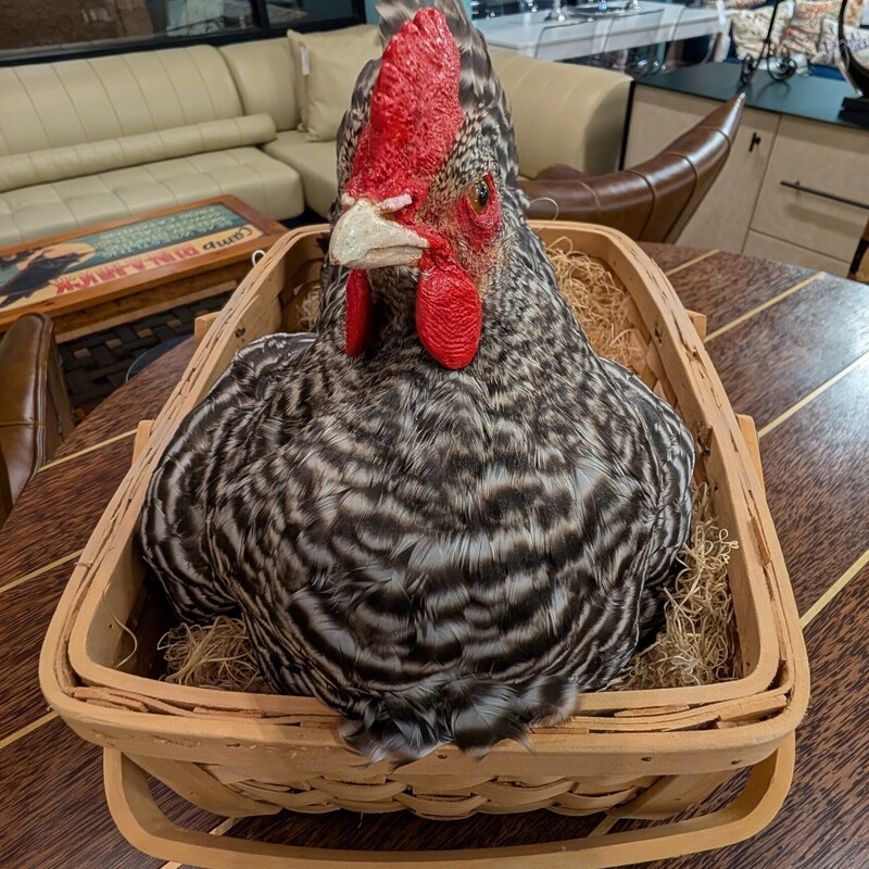 Barred Plymouth Rock, Chicken In Basket<br />
15 x 10 x 11h