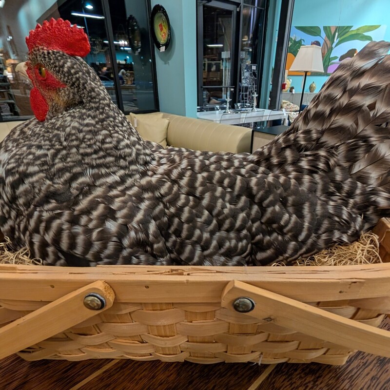 Barred Plymouth Rock