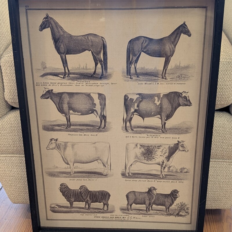 Stock Owned Cows Horses