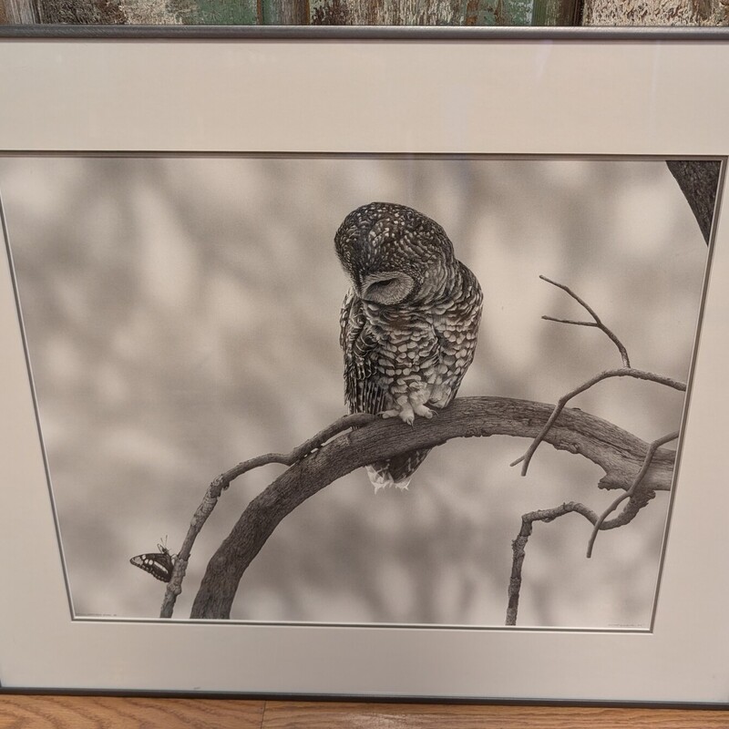 Spotted Owl W/butterfly