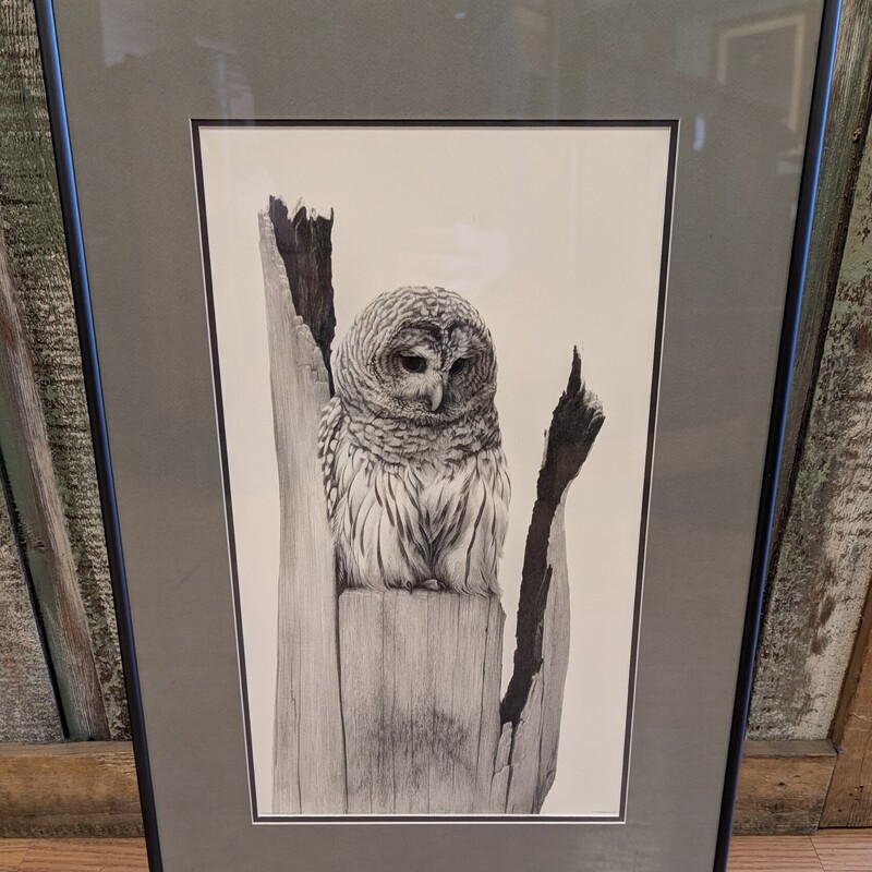 Barred Owl Drawing