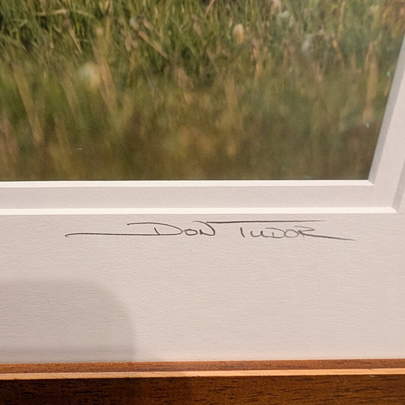 Sandhill Crane D.Tudor, Photo, Framed<br />
21 x 13h