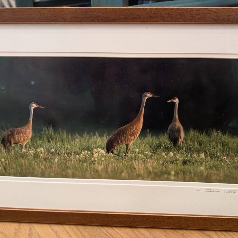 Sandhill Crane D.Tudor, Photo, Framed
21 x 13h