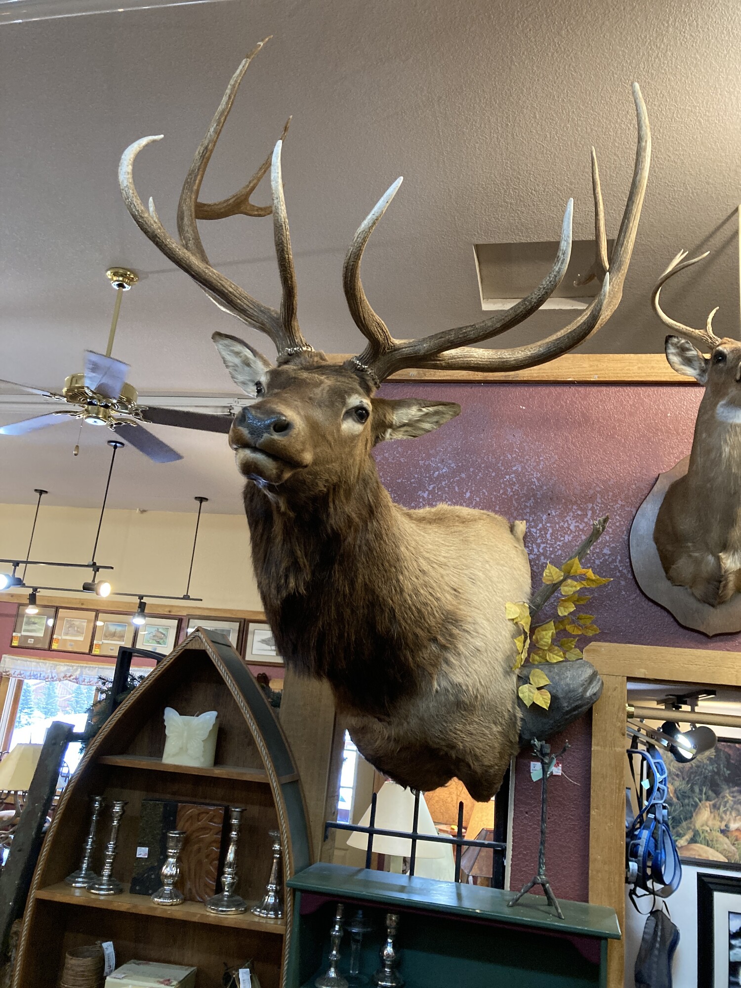 elk bull mount