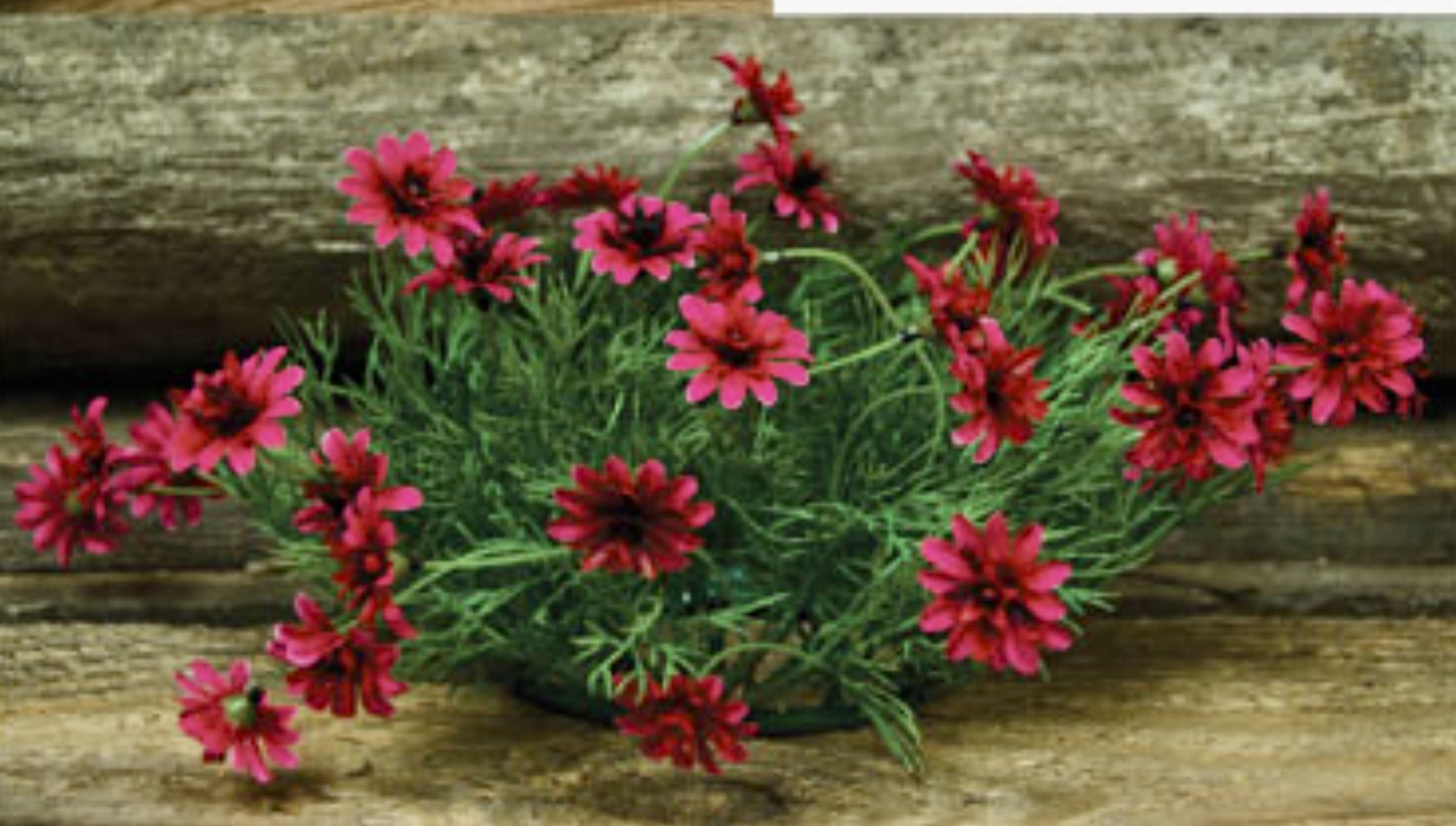 The star daisy ring features bright cerise pink flowers with greenery and wispy leaves.  The ring is perfect for accenting pillars and candle holders or even just sitting  by itself on a table.  This ring measures 3 inches inner diameter and 6 inches outer diameter.  This sweet candle ring is a perfect addition to your spring decor