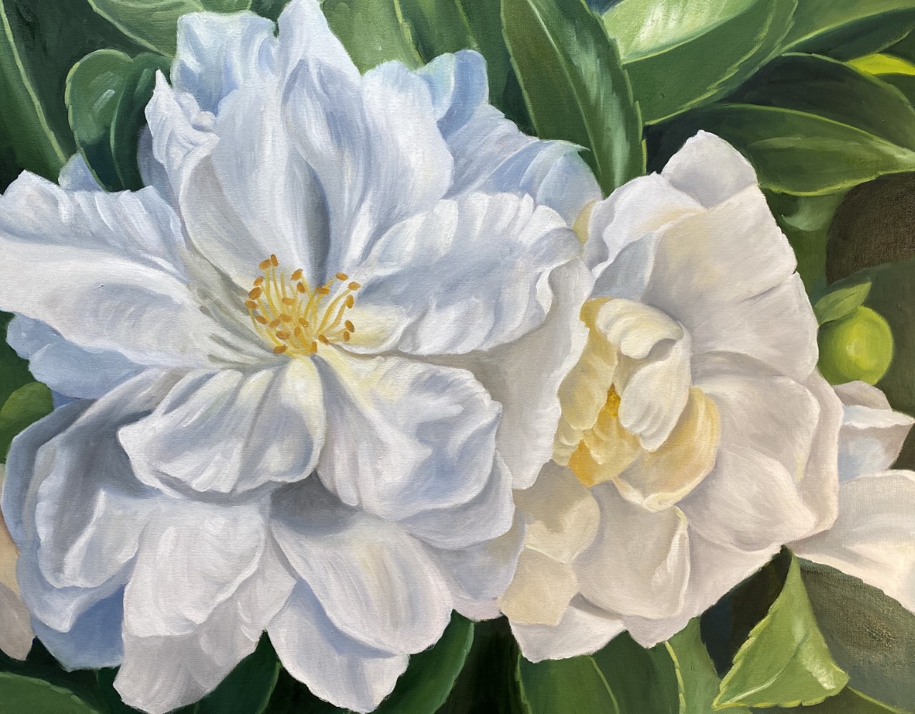 Spring Bloom
Kay Hofler
Oil
24 x 30
Description: Delicate camellias in bloom, one bright and beautiful, the other beginning to fade. The background of shiny green leaves contrast the brightness of the flowers.