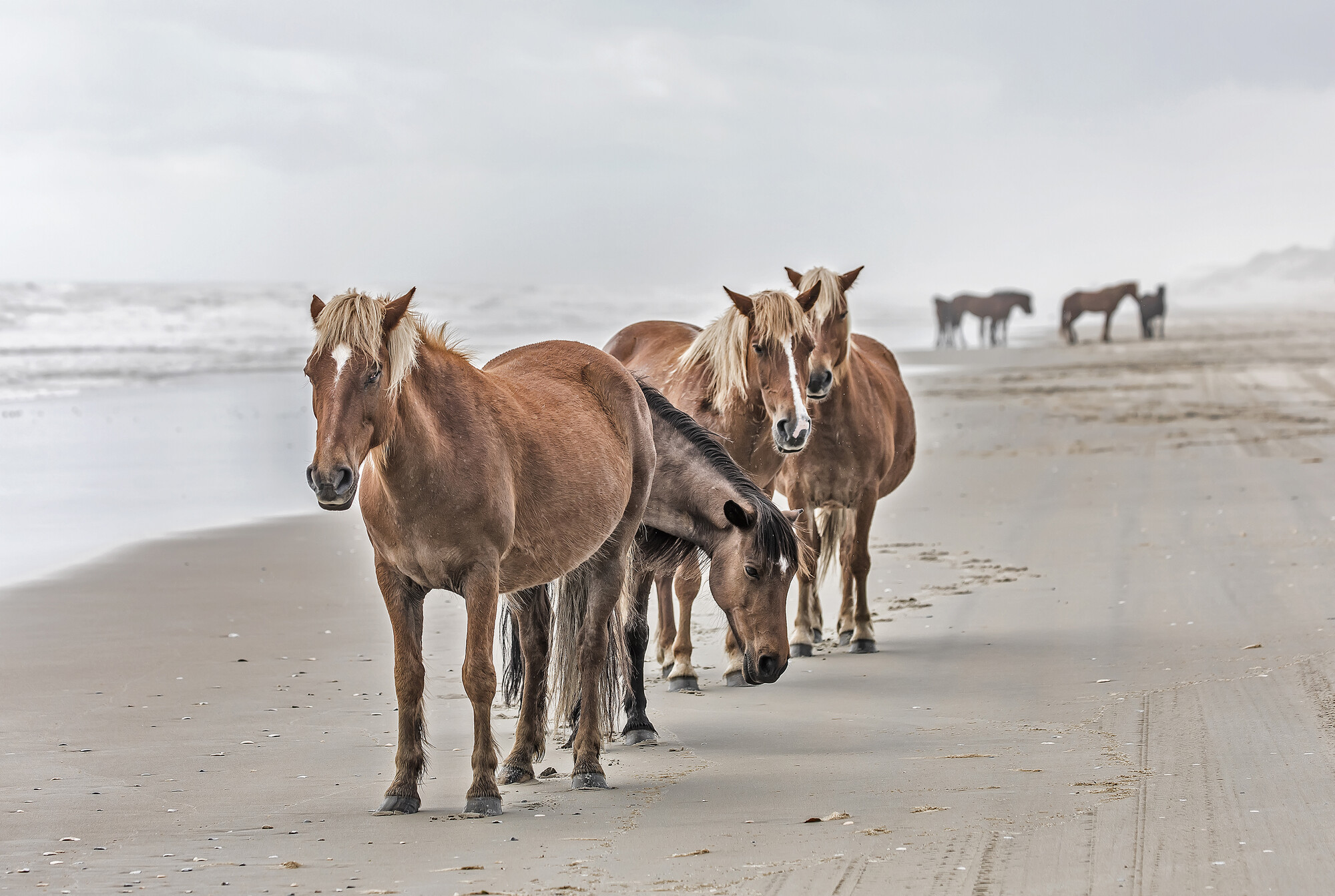 Carova Horses In The Fog
Photo on Canvas
Sandi Lee Snider
Size: 20 in. X 30 in.